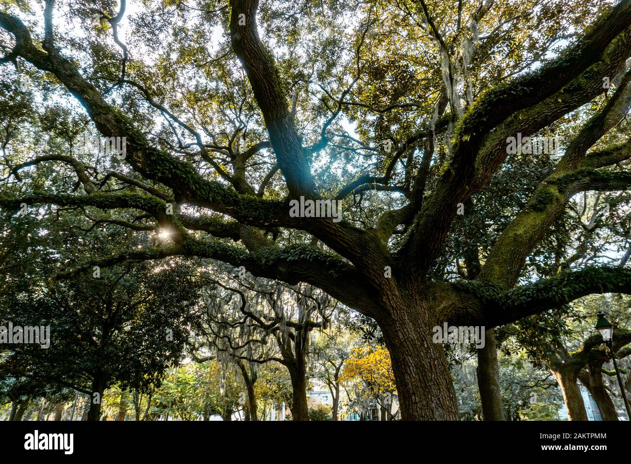 The live oaks is Savannah’s favorite tree, ornamenting streets, parks and cemeteries across the city. Stock Photo