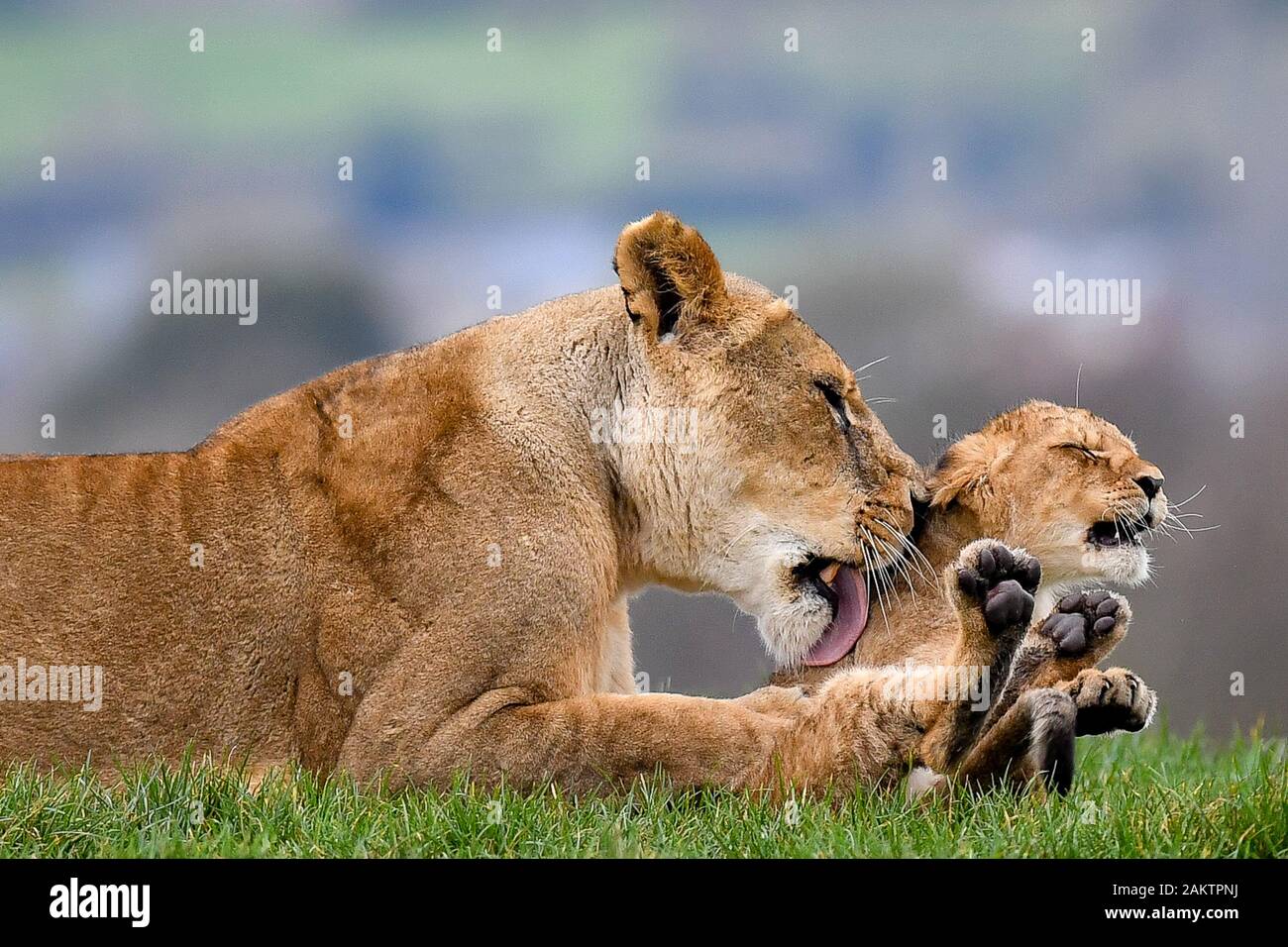 Uk west midlands safari park hi res stock photography and images