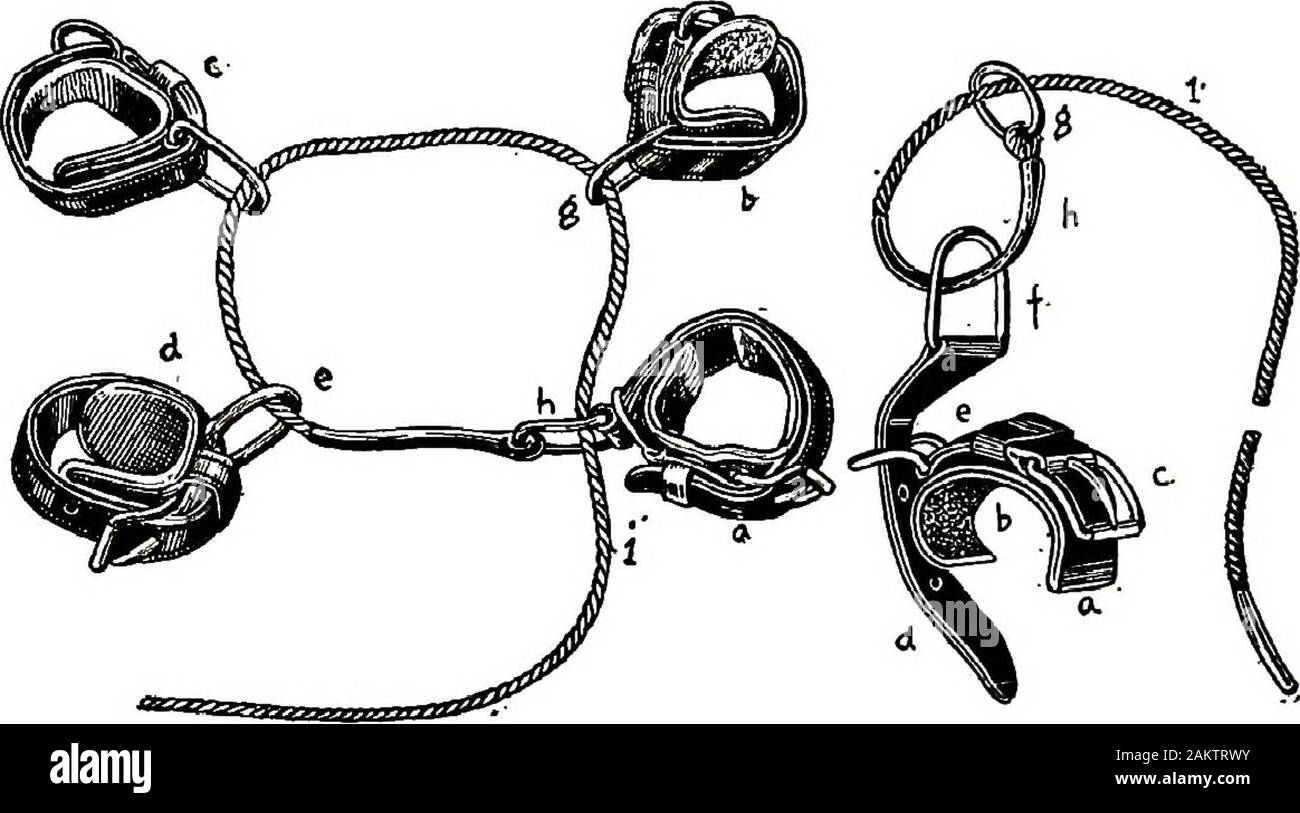 Restraint of domestic animals; a book for the use of students and practitioners; 312 illustrations from pen drawings and 26 half tones from original photographs . Fig. 92. Barnicks Hobbies. HOBBLES. 8S also attached to ring of master hobble strap. That part of ropeupon which the hobble strap rings glidfe is leather covered toprevent wear. This rope should be 18 feet long and % to %inches in diameter. Munich Hohhles. Figure 93 represents the Munich hobbles. They are similarin many respects to the improved English hobbles. They con-sist of four hobble straps (a) (b) (c) (d), which are appliedby Stock Photo