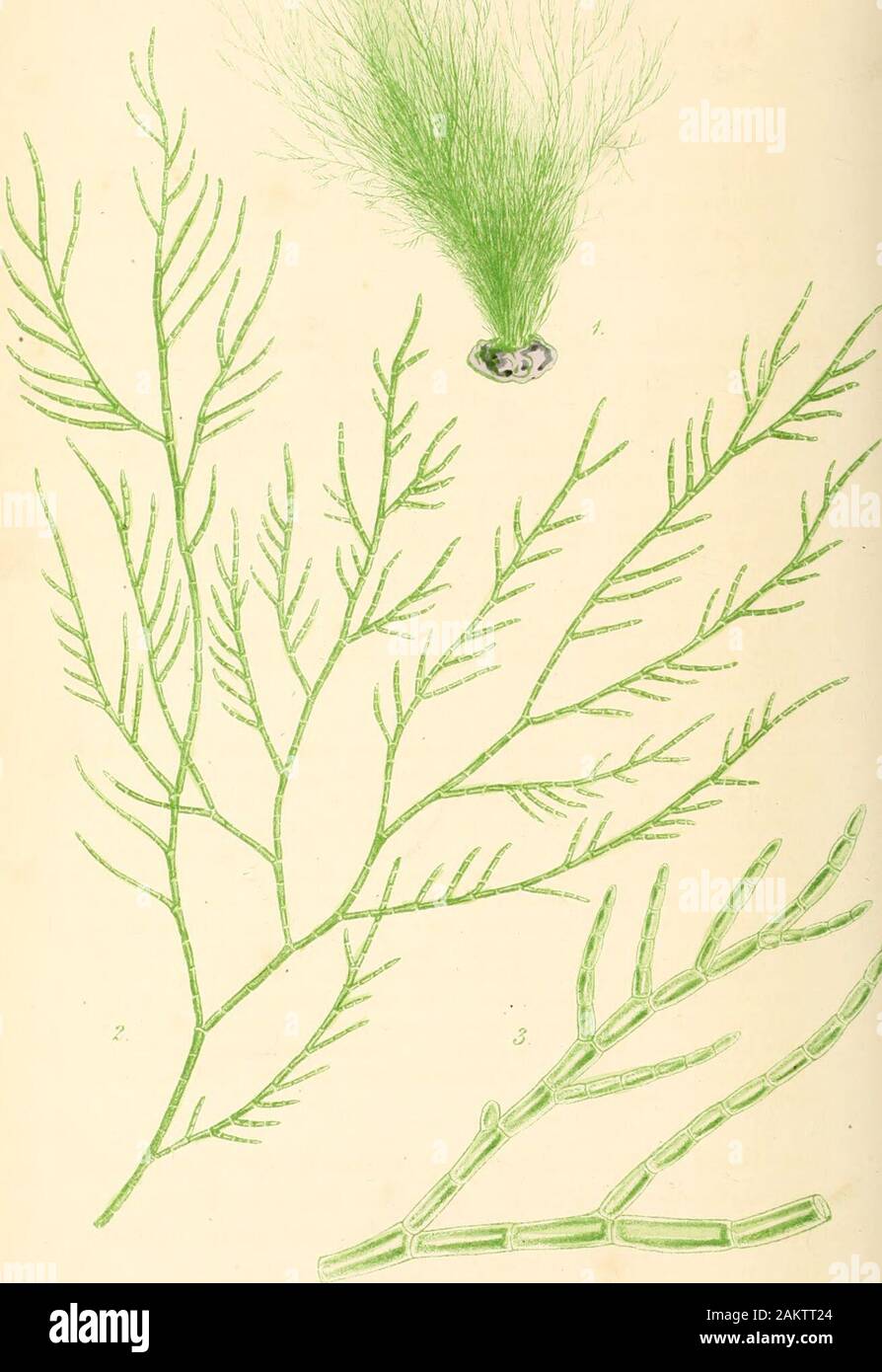 Phycologia britannica, or, A History of British sea-weeds, containing coloured figures, generic and specific characters, synonymes, and descriptions of all the species of algae inhabiting the shores of the British Islands . imperfect plants habitatmay, perhaps, be admitted as a character of no ordinary im-portance, and if we allow it in the present case, there can be nodifficulty in the matter; for C. latevirens is found in the opensea, beyond all influence of fresh water, and C. glomerata in rillsand rivers remote from the sea, and often high among the hills.Practically, therefore, and as far Stock Photo
