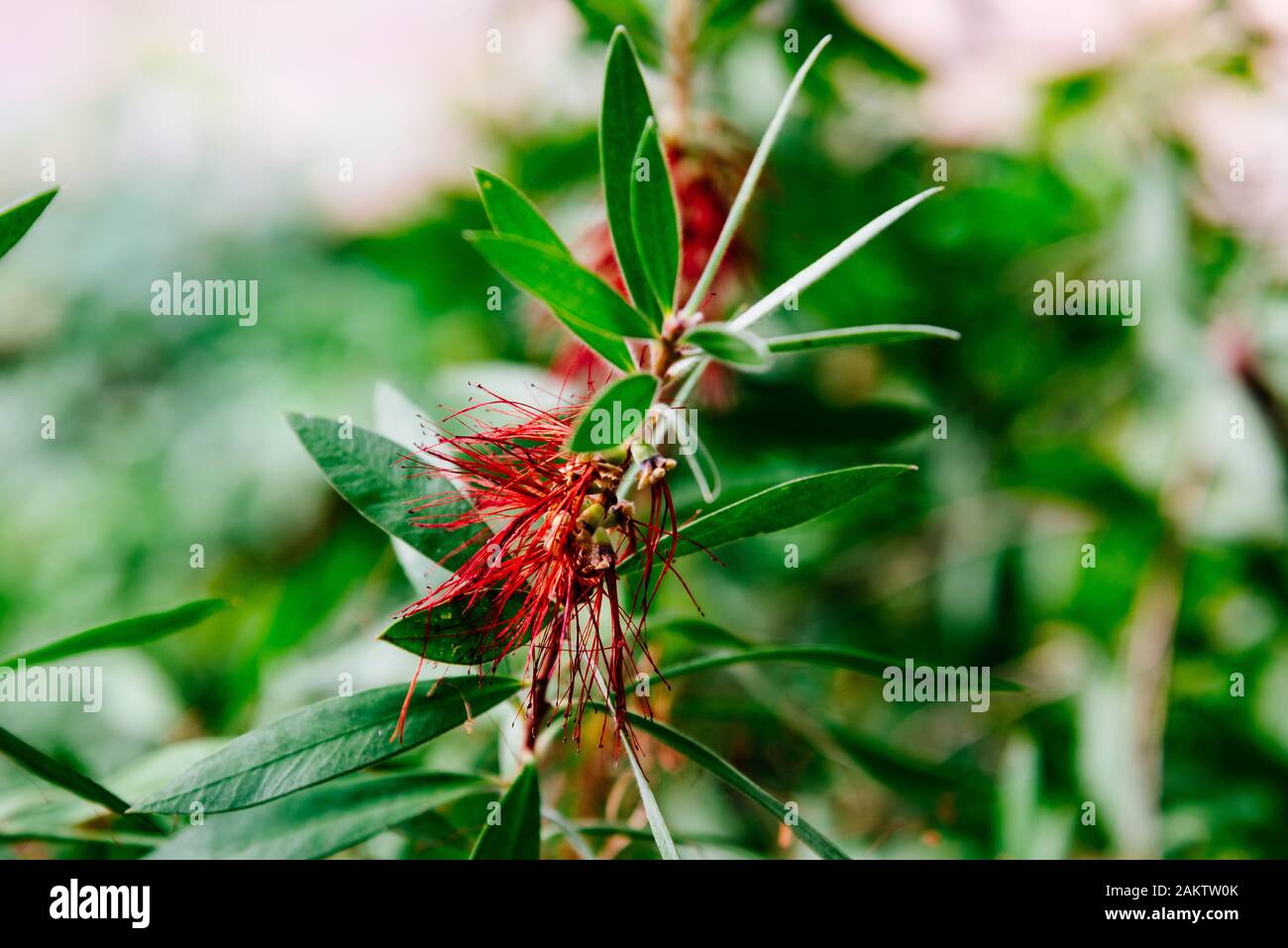 Close up view of Callistemon Citrinus or Melaleuca citrina, commonly known as common red, crimson or lemon bottlebrush, is a plant in the myrtle famil Stock Photo