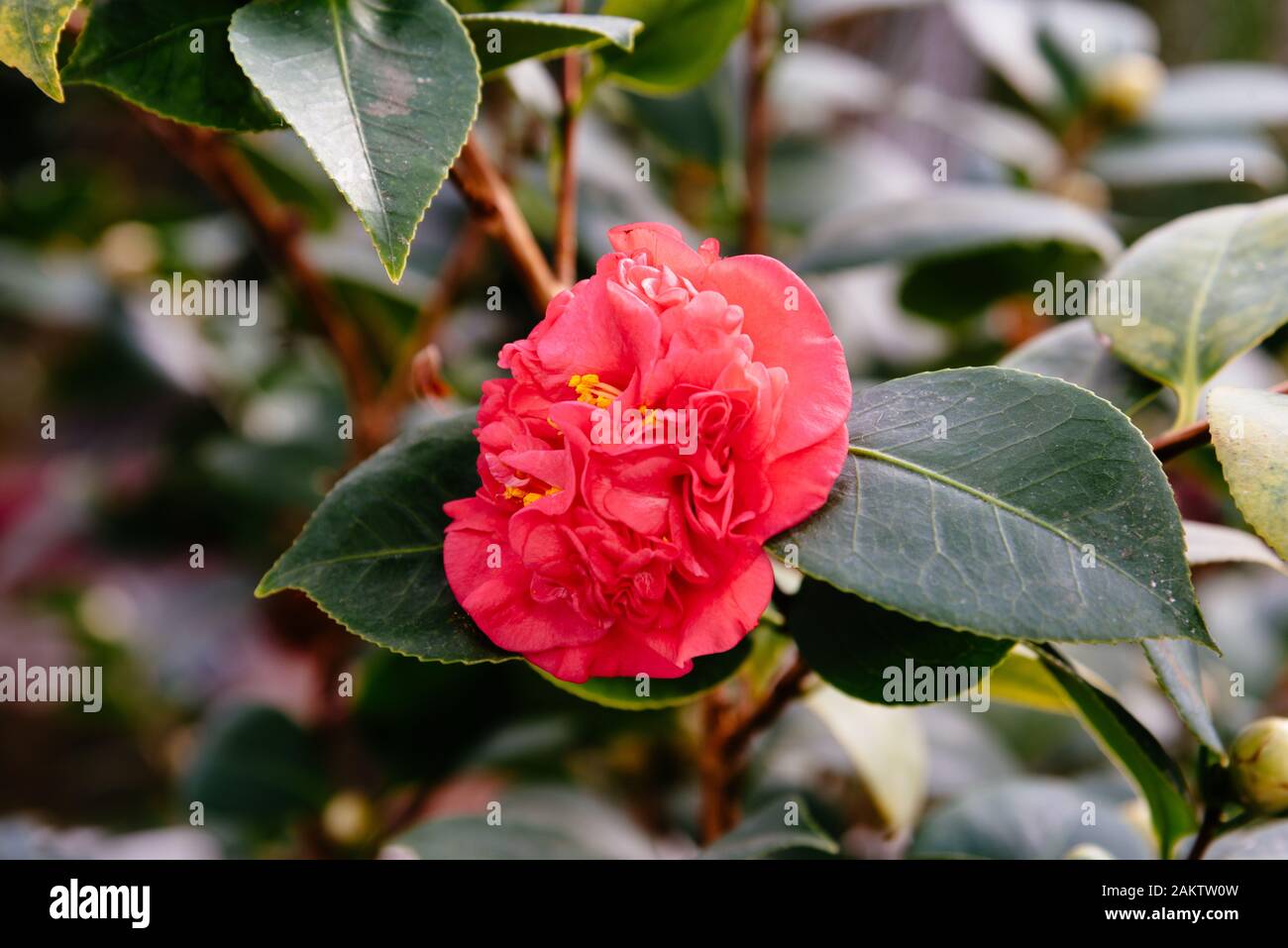 Close up view of Camellia Japonica, Japanese camellia, or tsubaki, it is a species of the genus Camellia. Sometimes called the rose of winter, it belo Stock Photo