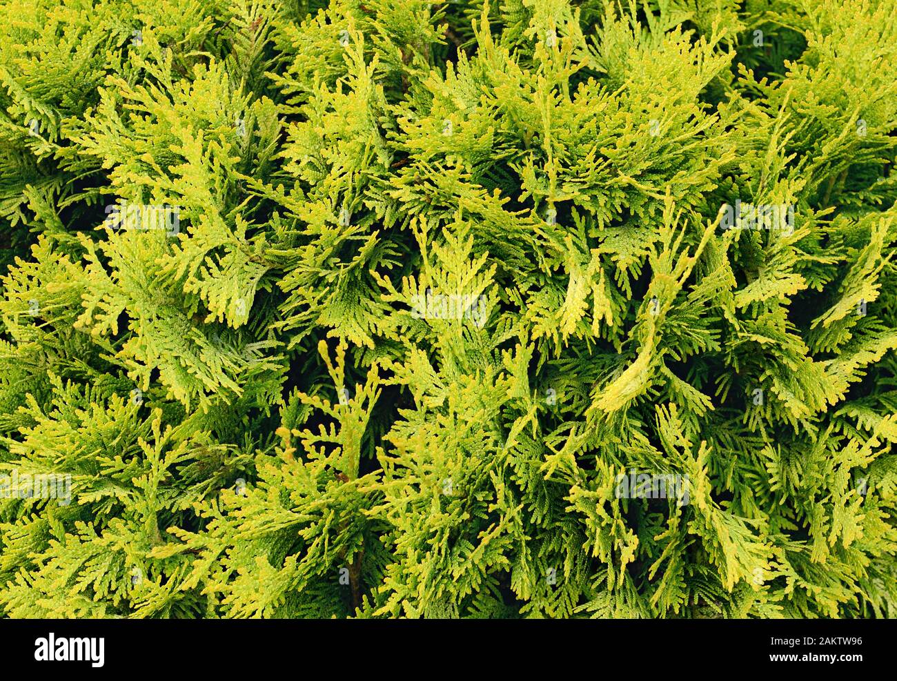 Closeup of thuja bush for background Stock Photo