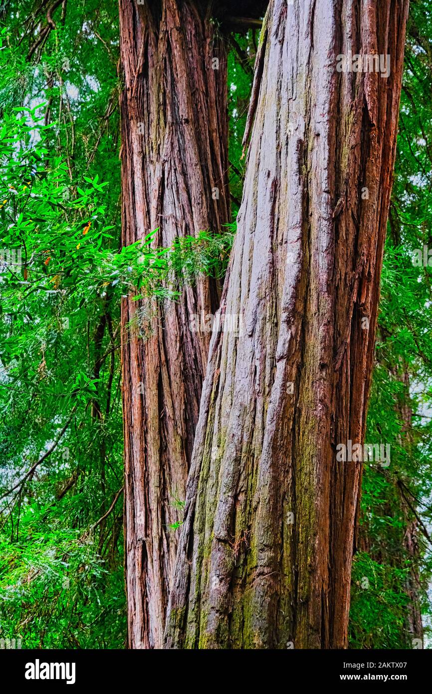 Two Redwood Trunks Stock Photo
