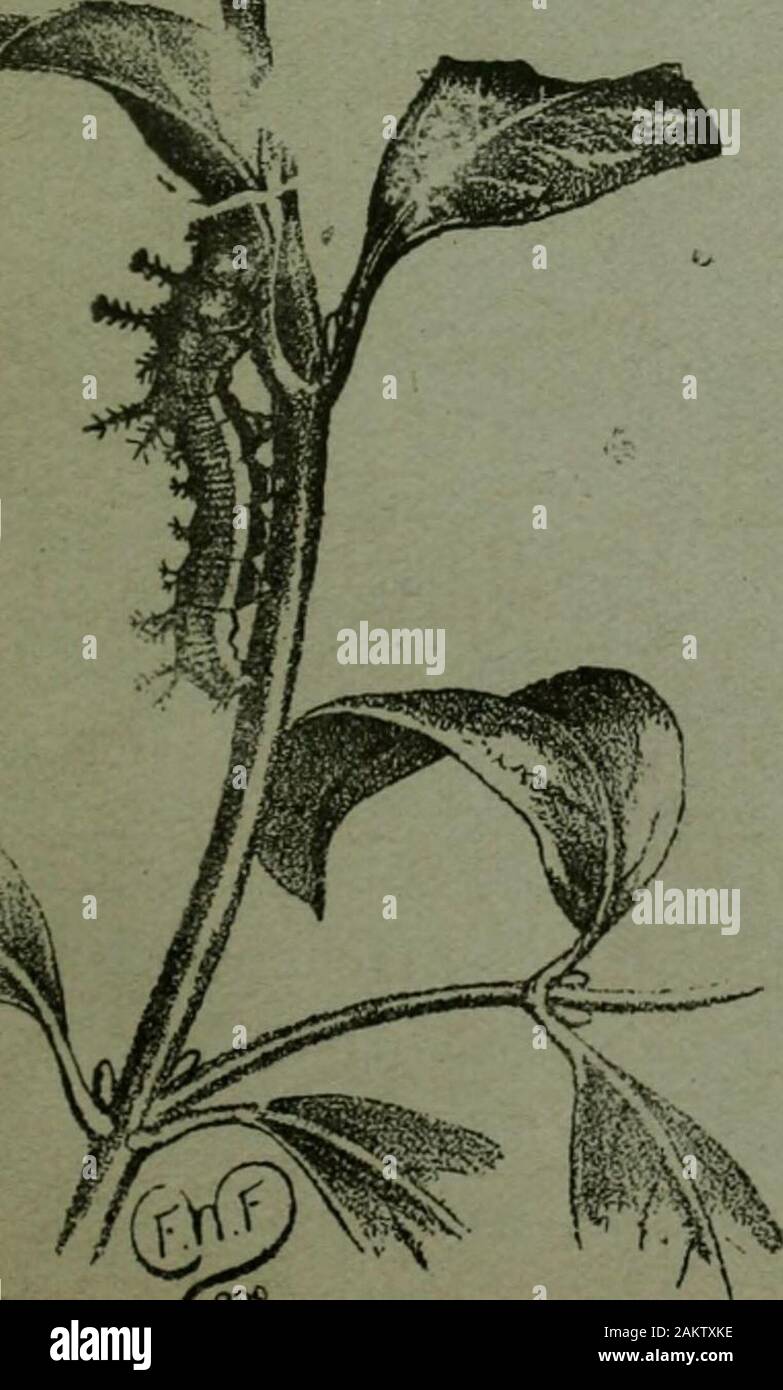 The Entomologist's record and journal of variation . ENTOMOLOGISTS RECORD JOURNAL OF VARIATION. Edited by J. W. TUTT, F.E.S. Assisted byT. HUDSON BEARE, b.sc, f.k.s., f.r.s e.m r™^^ ^- BETHUNE.BAKER, f.z.s., f.l.s., f.e.s.»J. BURR B.A.,F.Z^ F.L.S F.K.S. (Rev.) C. R. N. BURROWS Jas. E. COLLIN, F.E.S. T. A. CHAPMAN.Ji.D F.z.s. F E s. H. St. J. K. DONISTHORPE, p.z.b.. f.e.s.Alfred SIGH, p.e.s. George WHEELER, m.a., f.e.s. DECEMBER 15th, 1908.Price ONE SHILLING (net). (WITH TWO PLATES AND INDEX. Subscription lor Complete Volume, post free (Including all DOUBLE NUMBERP, etc.)SEVEN SHILLINGS, JO lil Stock Photo