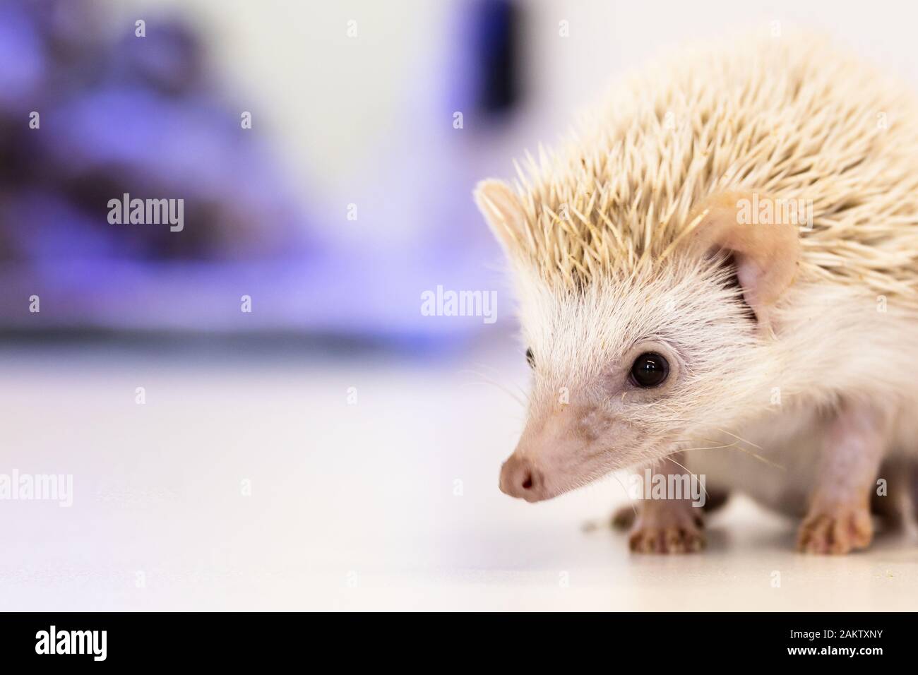 cute baby hedgehog pet on a white table isolated to a white background. Stock Photo