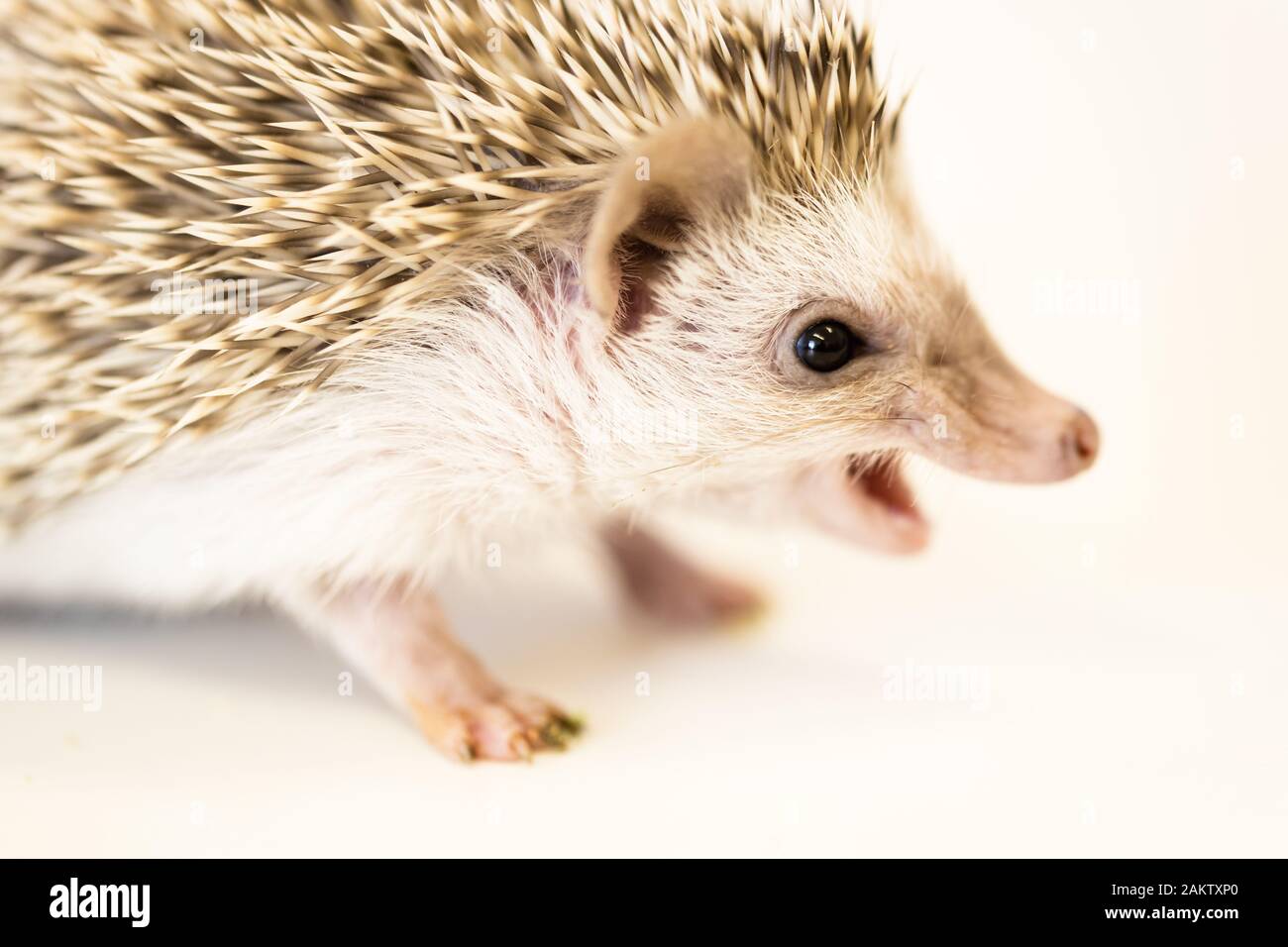 cute baby hedgehog pet on a white table isolated to a white background. Stock Photo