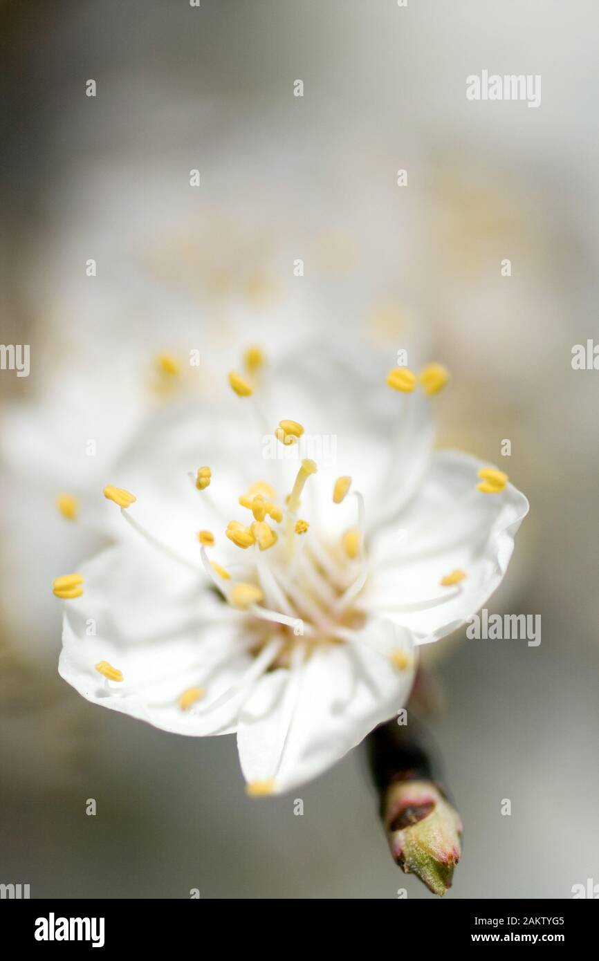 Macro shot of the cherry blossom on a sunny day in April Stock Photo ...