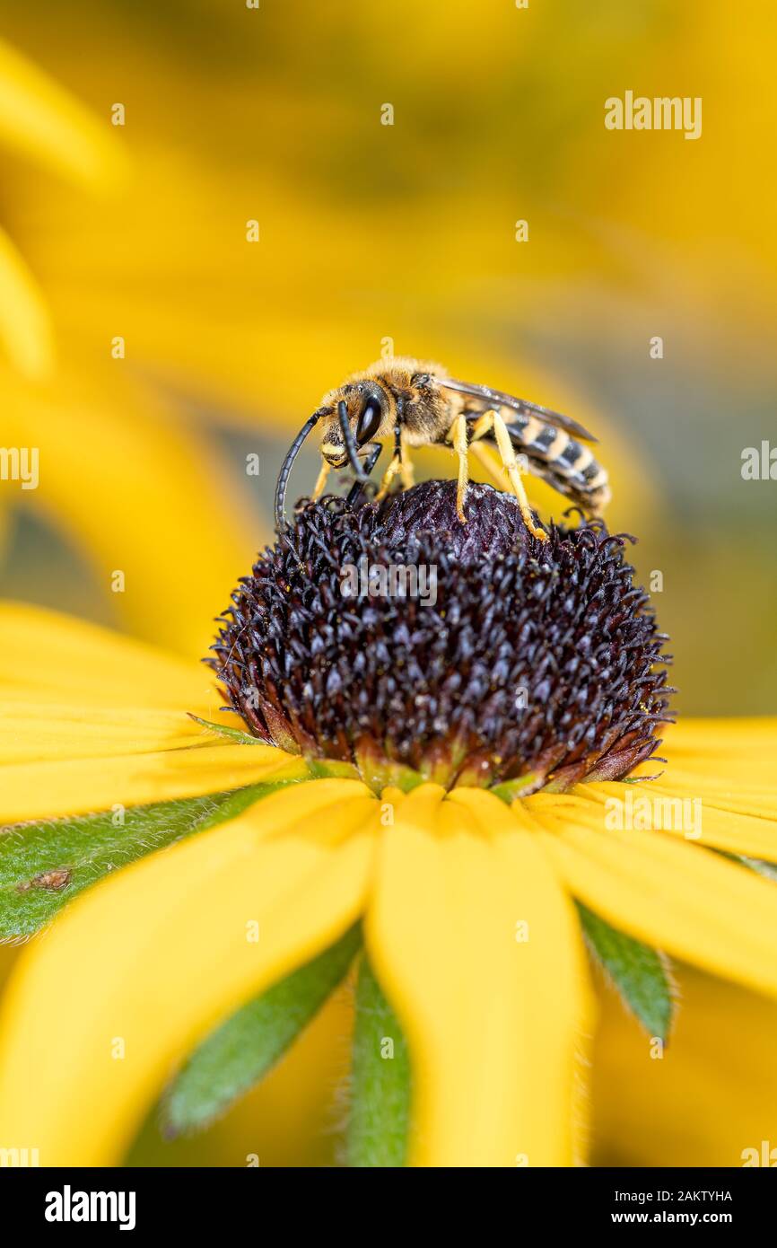 Halictus scabiosae, the great banded furrow-bee or honey bee-sized halictus, is a species of bee in the family Halictidae, the sweat bees. Stock Photo