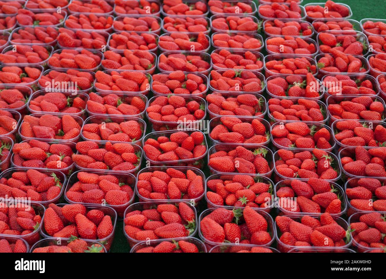 Gariguette strawberries an old French variety sold in Nay market, Pyrenees Atlantiques, Nouvelle Aquitaine, France Stock Photo