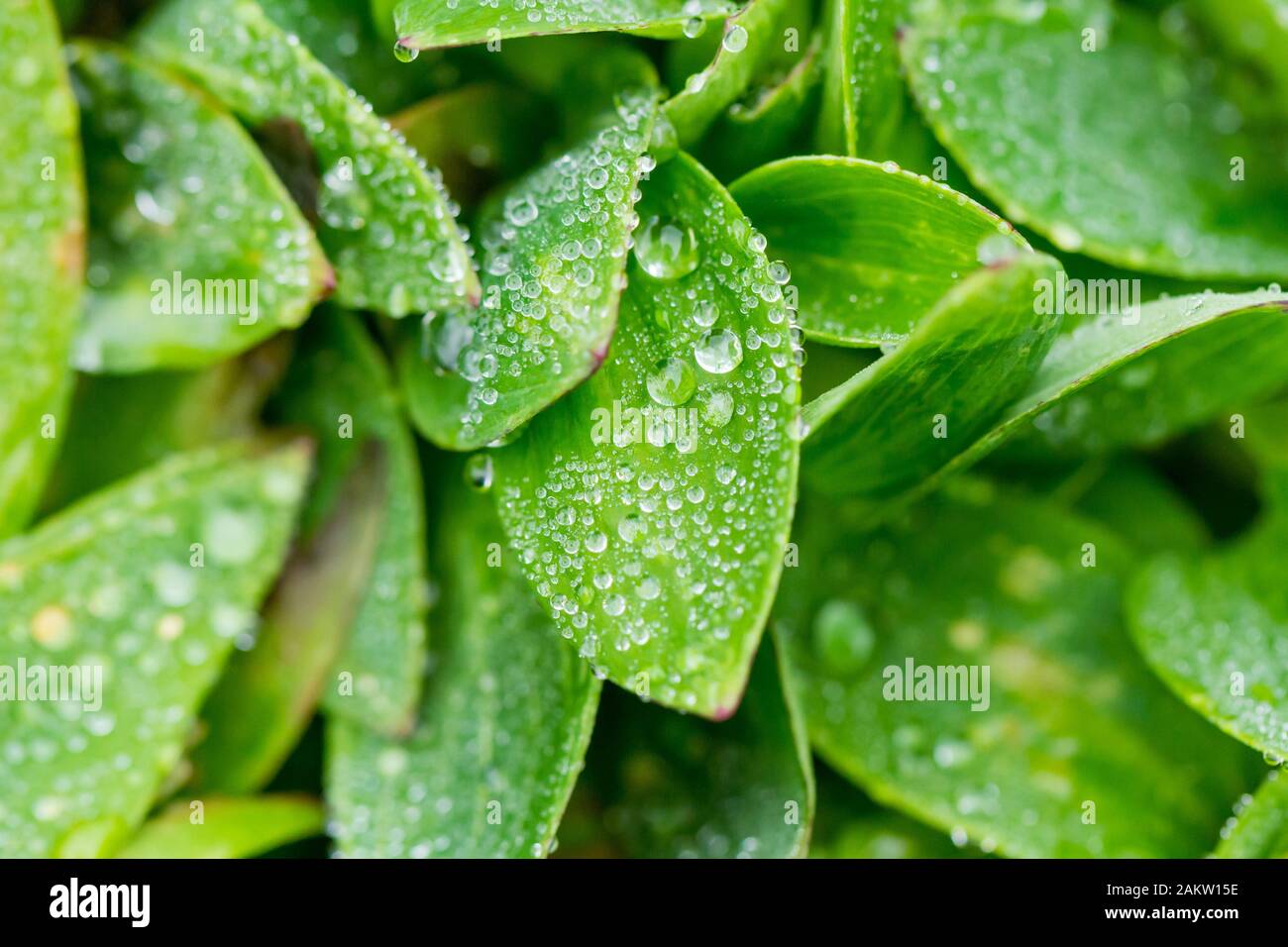 Water rain drops on the leaves of the 'alstroemeria inticancha sunshine' plant in winter, England, UK Stock Photo