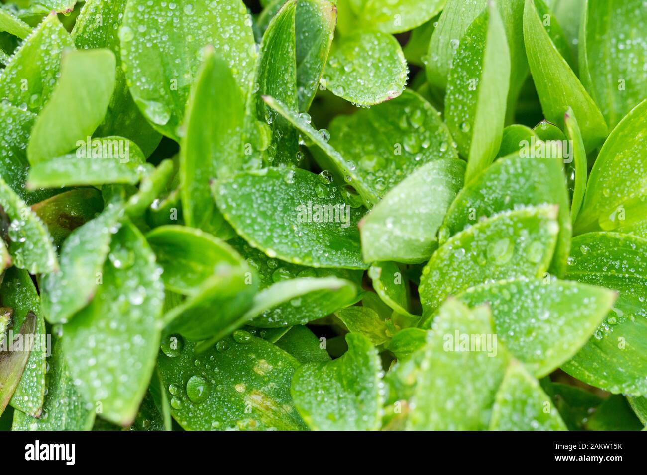 Water rain drops on the leaves of the 'alstroemeria inticancha sunshine' plant in winter, England, UK Stock Photo