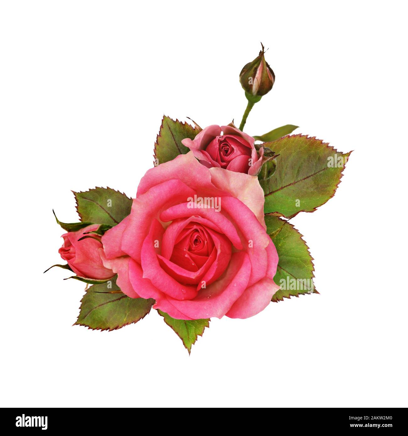 Pink rose flowers isolated on white Stock Photo - Alamy