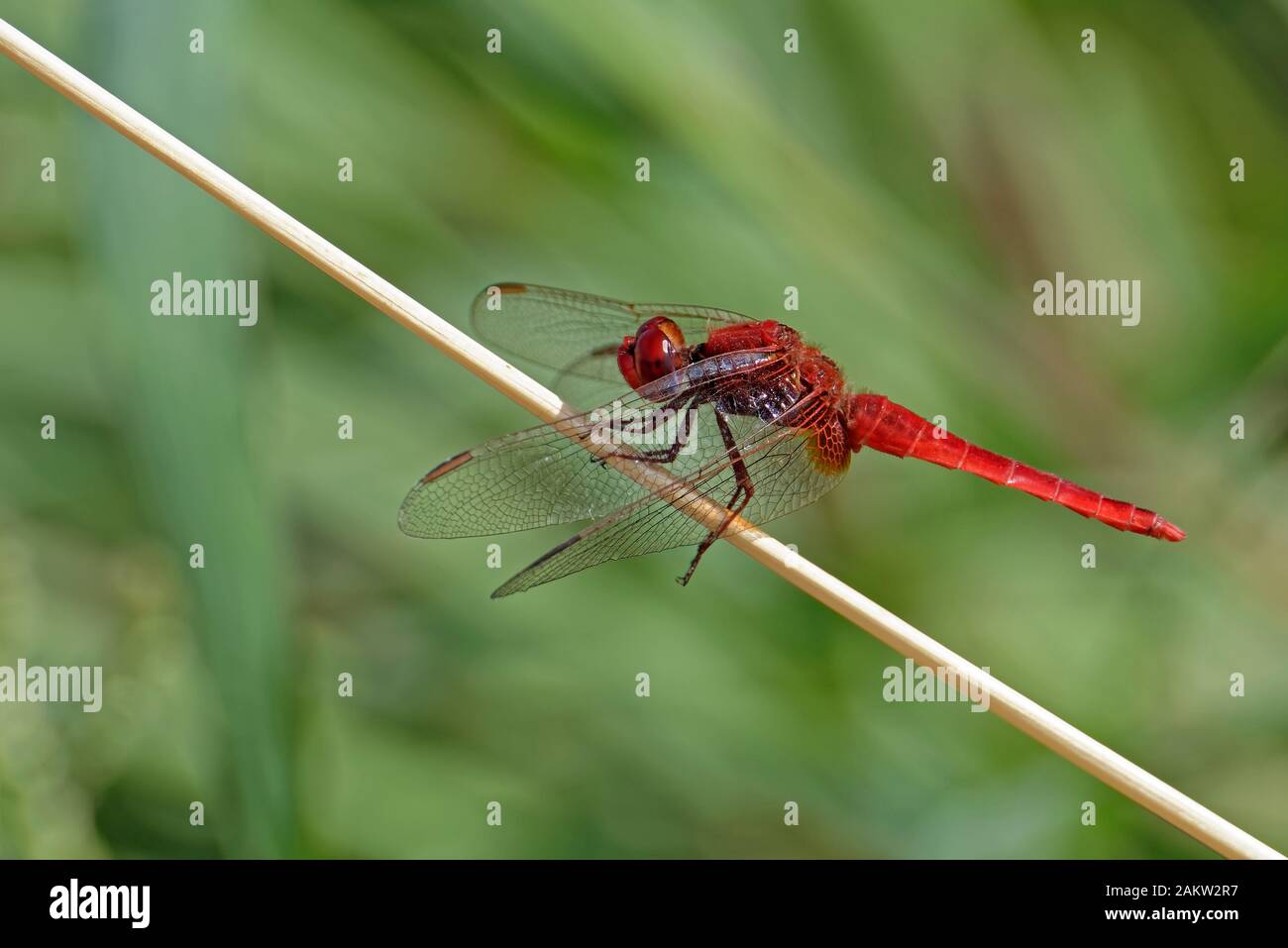 Scarlet dragonfly, Crocothemys erithraea. Stock Photo