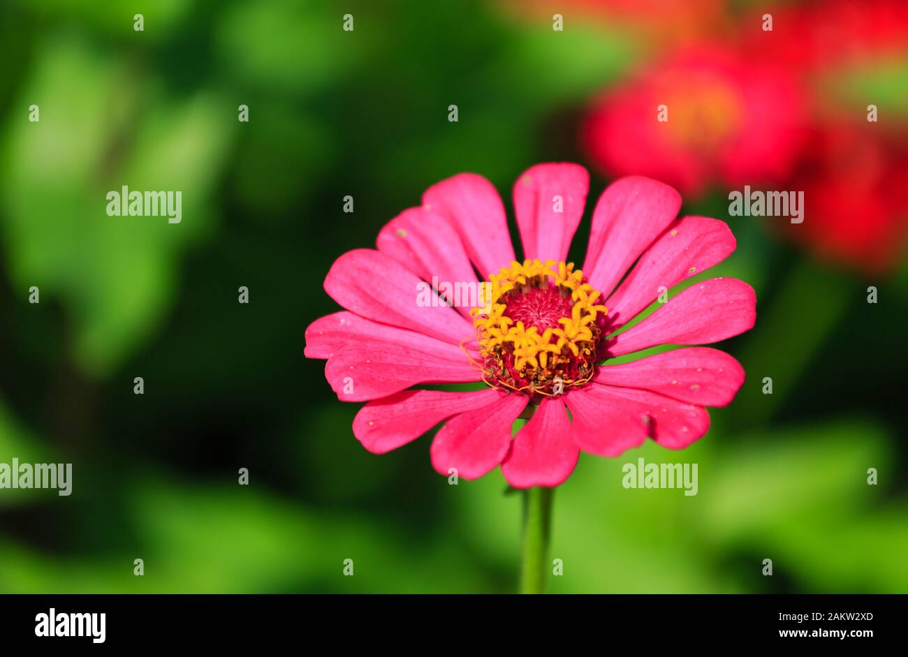 Cosmos flower with landscape hi-res stock photography and images - Alamy