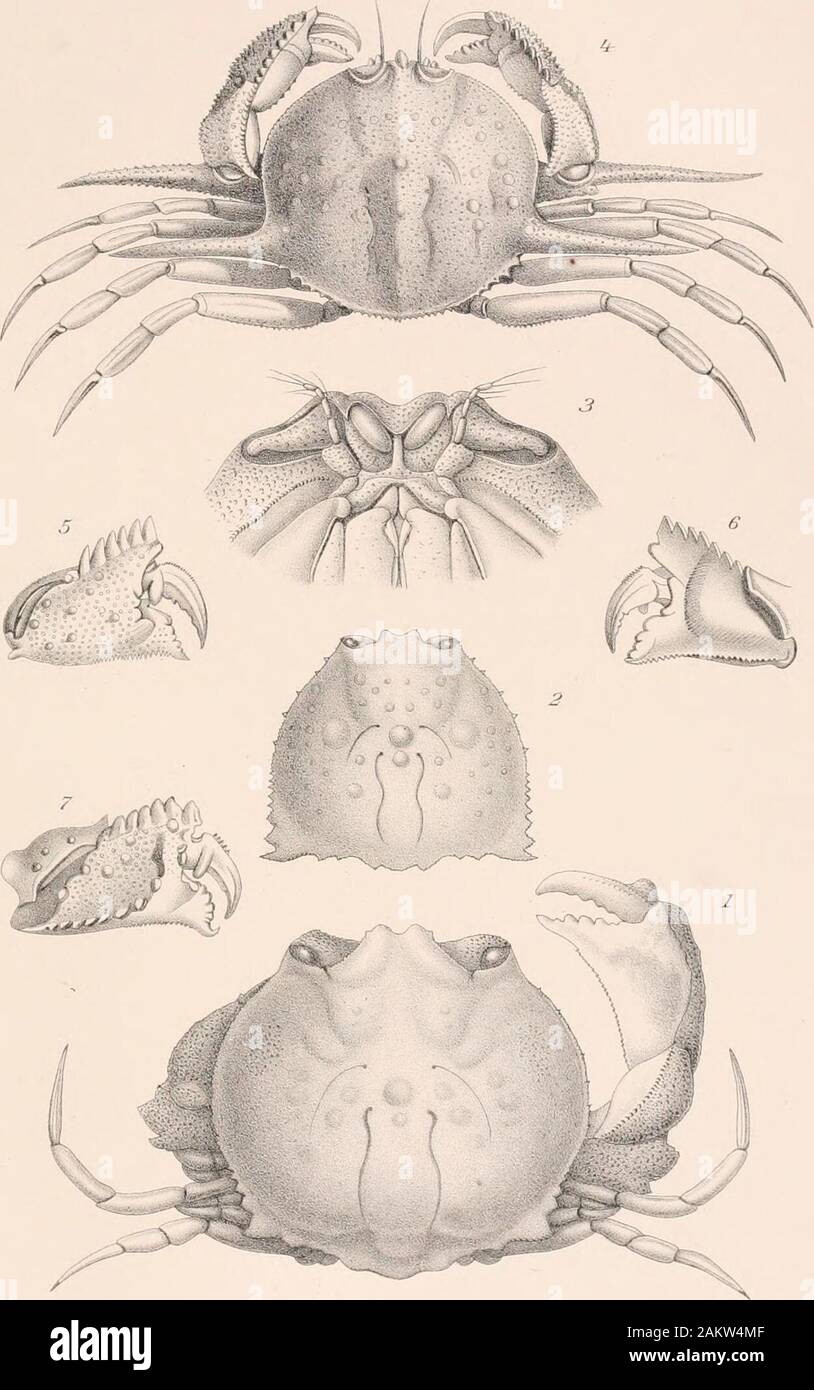 Memoirs of the Museum of Comparative Zoölogy, at Harvard College, Cambridge, Mass . E L Bouvier ad nat.dfil. BMeisel.limbwttr LlTHADIA GRANULOSA (1). EBALIA STtMPSONII (2) SPELAfeOPHORUS TRIANGULUS (3-41. CaLAPPA ANG0STATA l5-8) ACANTHOCARPUS AlEXANDRI (9-1H. ACANTHOCARPUS BISPINOSUS (12). PLANCHE XXV. Calappa angusta A. Milxe Edwards. Fig. 1. Uu exemplaire uiule, face dorsale; Gr. 7J. Fig. 2. Autre exemplaire male de plus grande taille ; Gr. 4 (appr.). Fig. 3. Region cepbalique du premier male, face ventrale ; Gr. 13. Acanthocarpus bispinosua A. Milne Edwards. Fig. 4. Un e.emplaire vu du cot Stock Photo