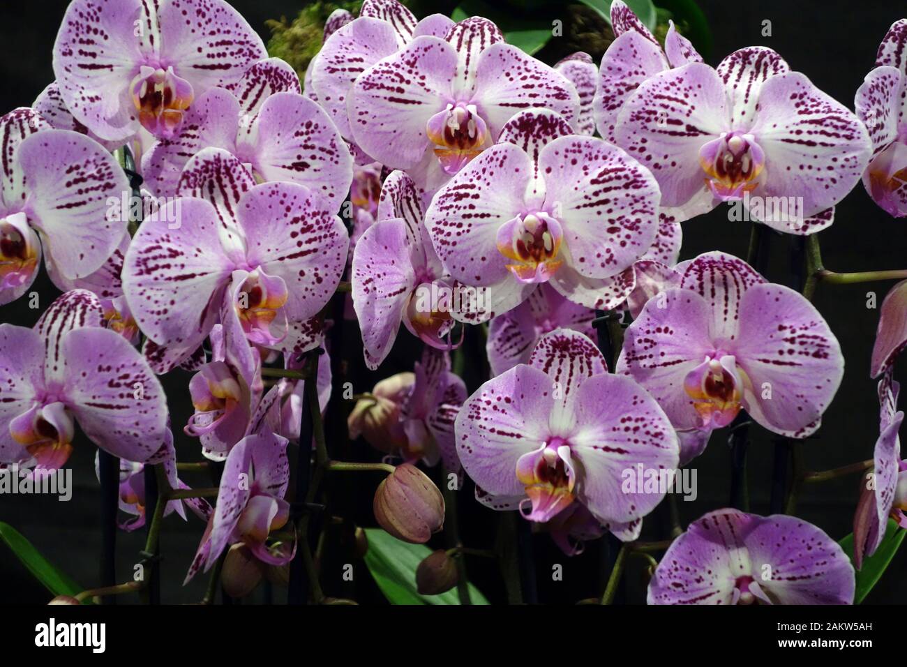 A Bunch of Pale Purple Phalaenopsis 'Kasshi' Moth Orchid Flowers on Display at the Harrogate Spring Flower Show. Yorkshire, England, UK. Stock Photo