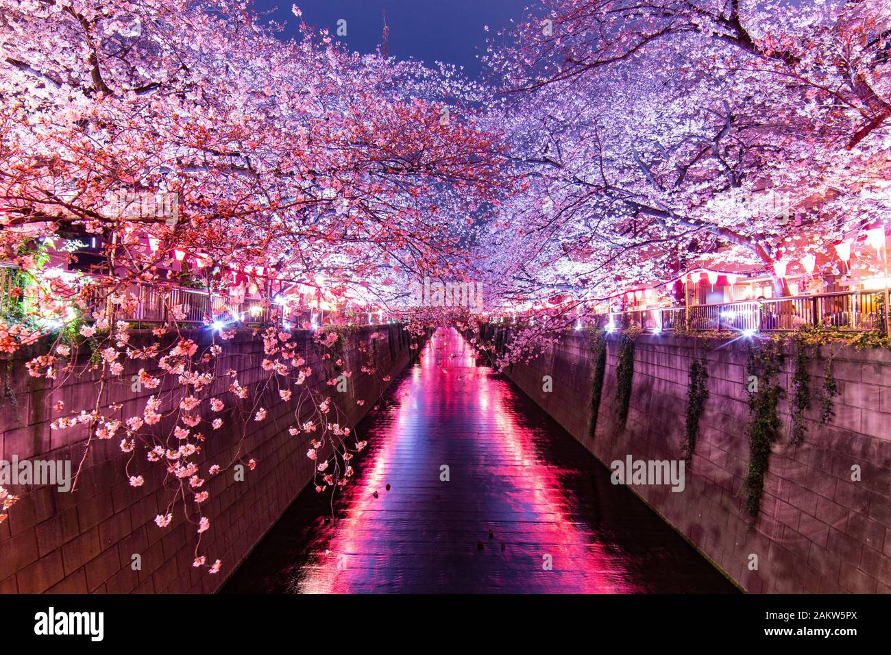 Sakura Matsuri at Meguro River, Tokyo Stock Photo