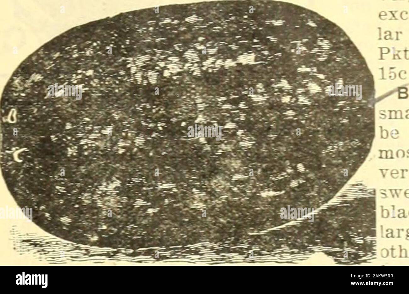 Seedsmen M Lb 20c Lb 50c T Florida Favorite A Very Large Long Melon Mottled Darkgreen With Stripes Of Lighter Shade Rind Thin But Firm Flesh Very Bright Deep Red Very Sweet