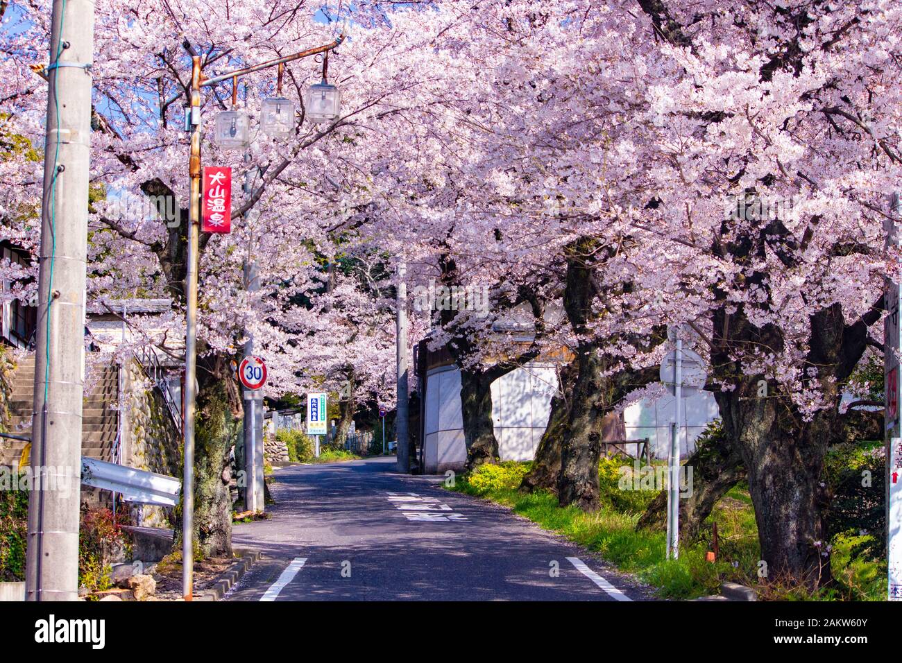 Street in Japan lined with cherry blossom trees in full bloom Stock Photo