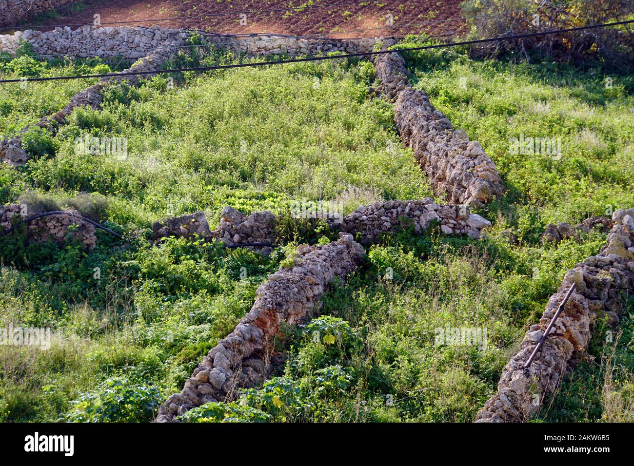 typische Agrarlandschaft mit Kleinfeldwirtschaft zwischen Kalkstein- Trockenmauern, Marfa Ridge, Mellieha, Malta Stock Photo