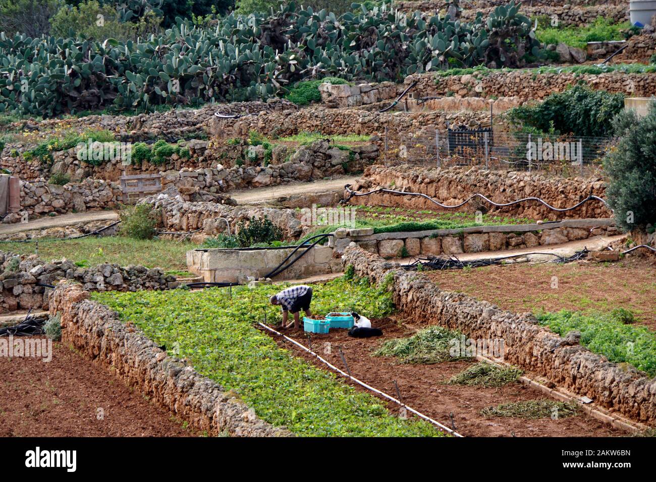 Kartoffelernte hi-res stock photography and images - Alamy
