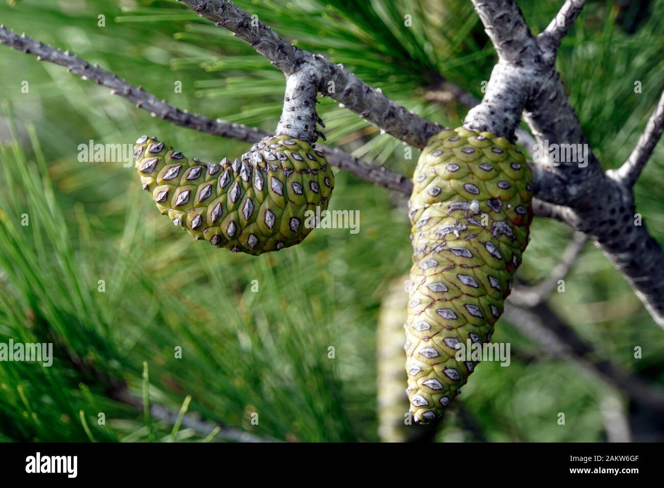 gebogener Zapfen einer Aleppo-Kiefer (Pinus halepensis), Marfa Ridge, Mellieha, Malta Stock Photo