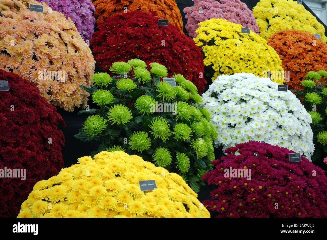 Various Colourful Chrysanthemums Blooms on Display at the Harrogate