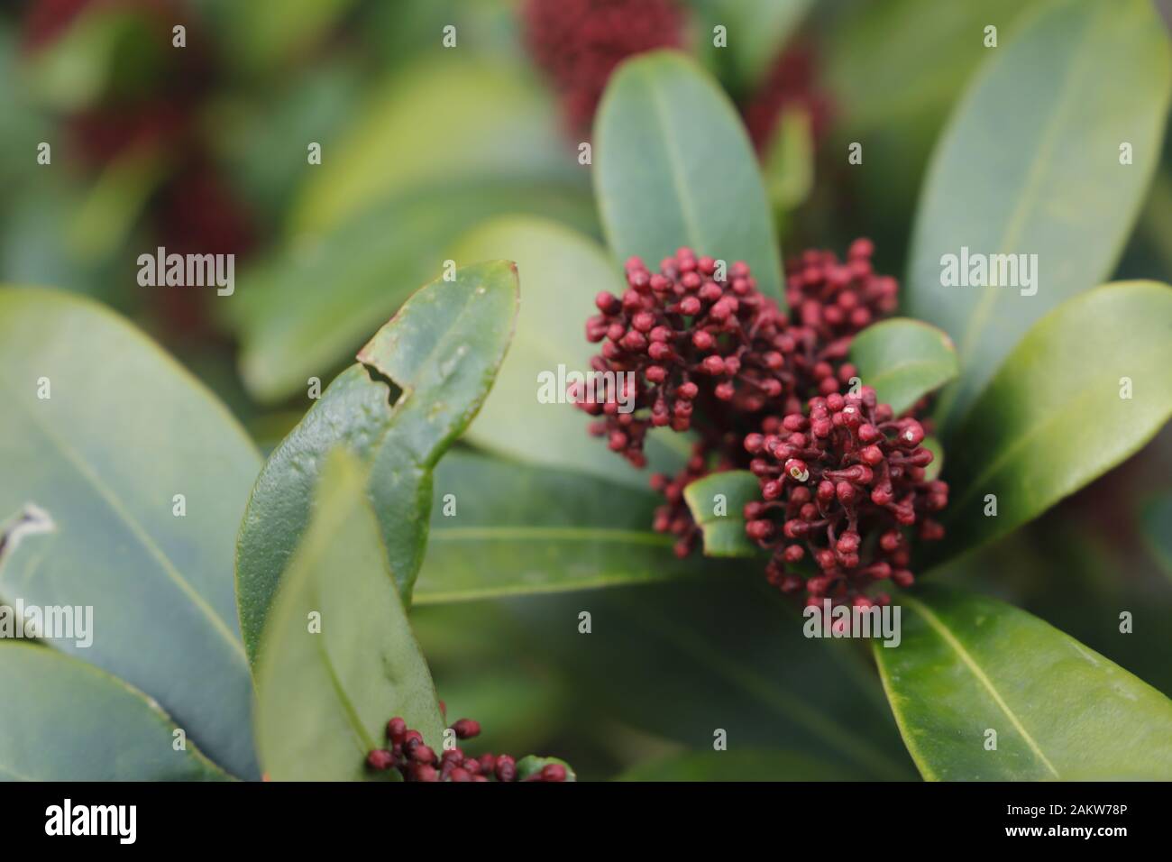 Skimmia is a beautiful plant which gives flowers in the winter and spring. It is used for Christmas also. Stock Photo