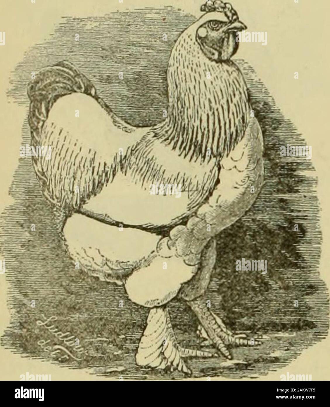 Game Rooster Pigeon Toed Game Rooster Pigeon Toed