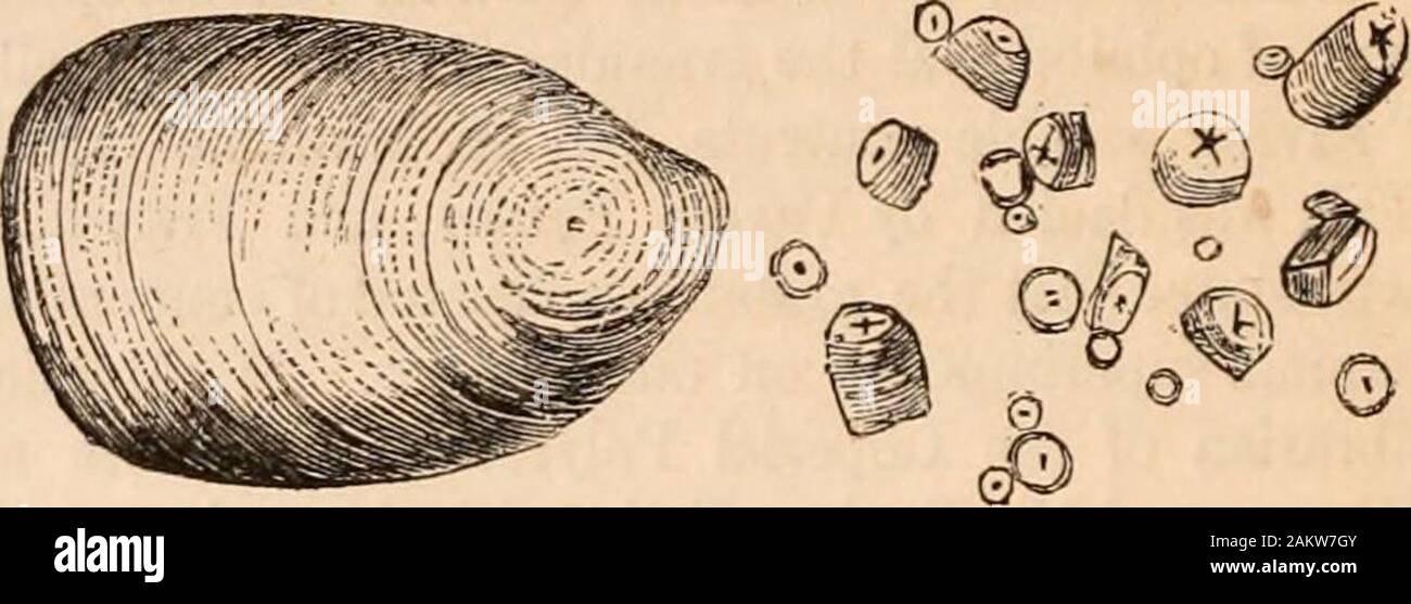 Hardwicke's science-gossip : an illustrated medium of interchange and gossip for students and lovers of nature . Sweet Potato (Batatas edulis).—The starch ofthe Sweet Potato bears considerable resemblance tothat of the Cycads, in the angular form of some ofthe faces of the granules and the rotundity ofothers. It is, however, smaller and less distinctlymarked. Tous les Mois (Canna edulis, $•&lt;?.).—This is thelargest and most beautiful of all the starches. Thecharacteristic granules are egg-shaped, with a ringor hilum near one end, surrounded by rings or plaitswhich are fine, crowded, and regu Stock Photo