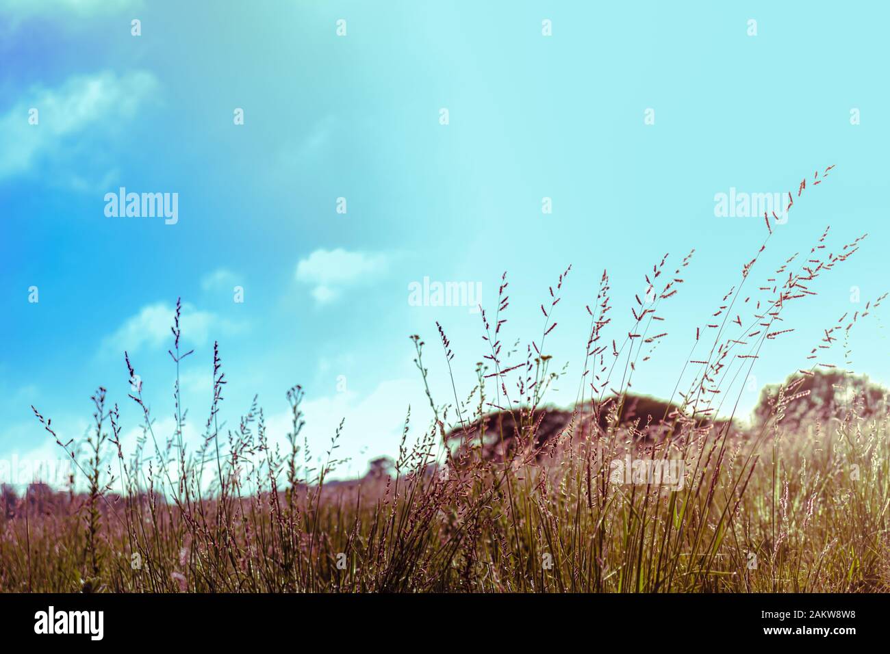 Grass field / veld landscape in Gauteng, South Africa Stock Photo - Alamy