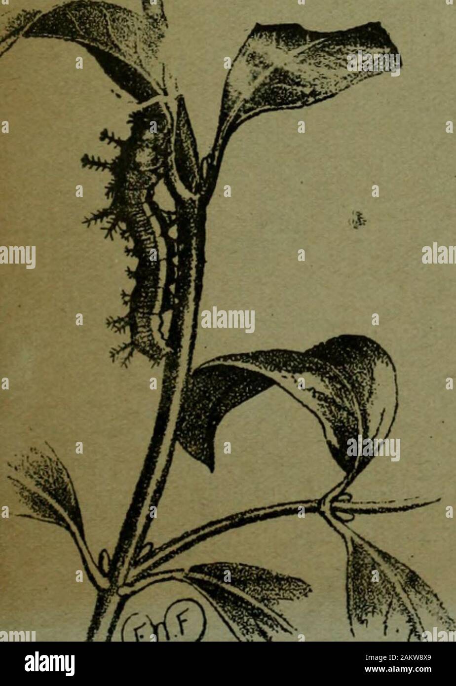 The Entomologist's record and journal of variation . ENTOMOLOGISTS RECORD AND JOURNAL OF VARIATION Edited by J. W. TUTT, F.E.S. Assisted uv T. HUDSON BEAEE, b.sc, f.e.s., f.h.s.e.M BURR, B.A., F.Z.S., F.I..S., F.E.S. T. A. CHAPMAN, M.D., f.z.s., f.e.s.H. St. J. K. DONISTHORPE, f.z.s., f.e.s.Jas. E. COLLIN, F.E.S.. FEBRUARY 16th, 1908. Price SIXPENCE (net). (WITH TWO PLATES.) Subscription for Complete Volume, post free (Including all DOUBLE NUMBERS, etc.)SEVEN SHILLINGS, TO BE FOKWAKDED TO J. HERBERT TUTT, 22, Francemary Road, Ladywell Road, Bhockley, S.E. / LONDONELLIOT STO^v, G-2, I^TEKKObTKi Stock Photo