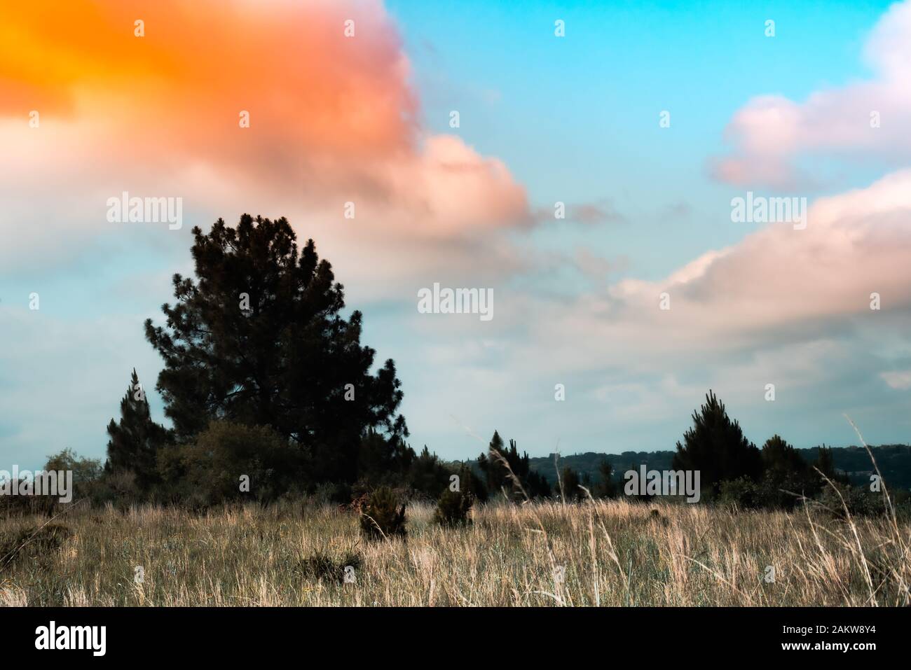 Grass field / veld landscape in Gauteng, South Africa Stock Photo - Alamy