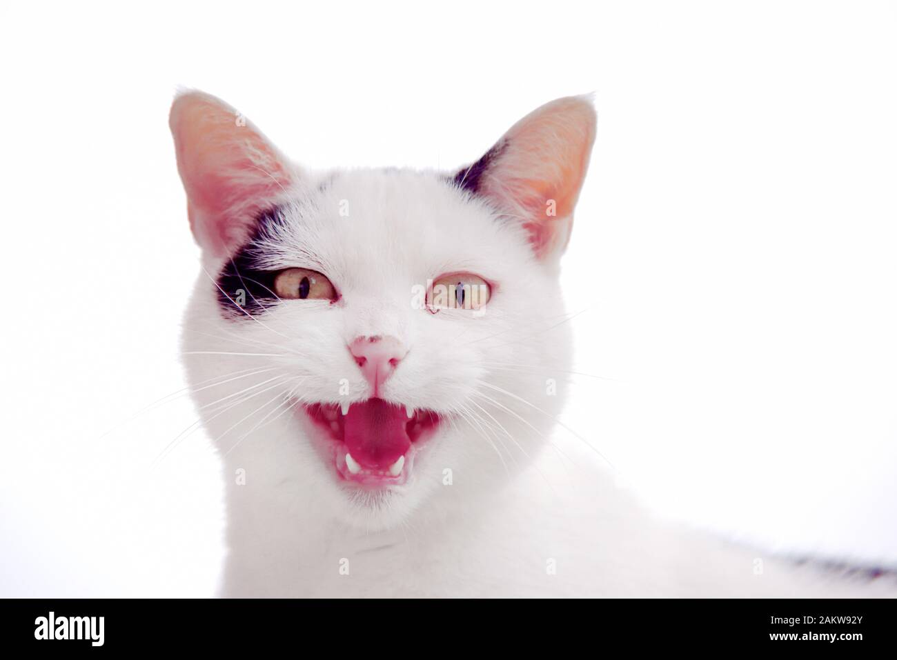 Angry adult tabby cat hissing and showing teeth Stock Photo