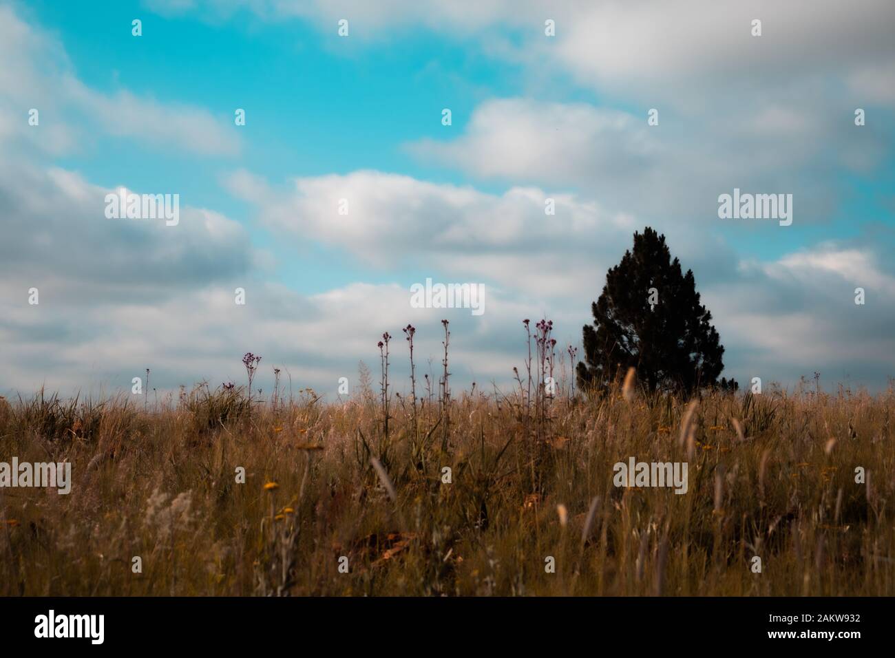 Grass field / veld landscape in Gauteng, South Africa Stock Photo - Alamy