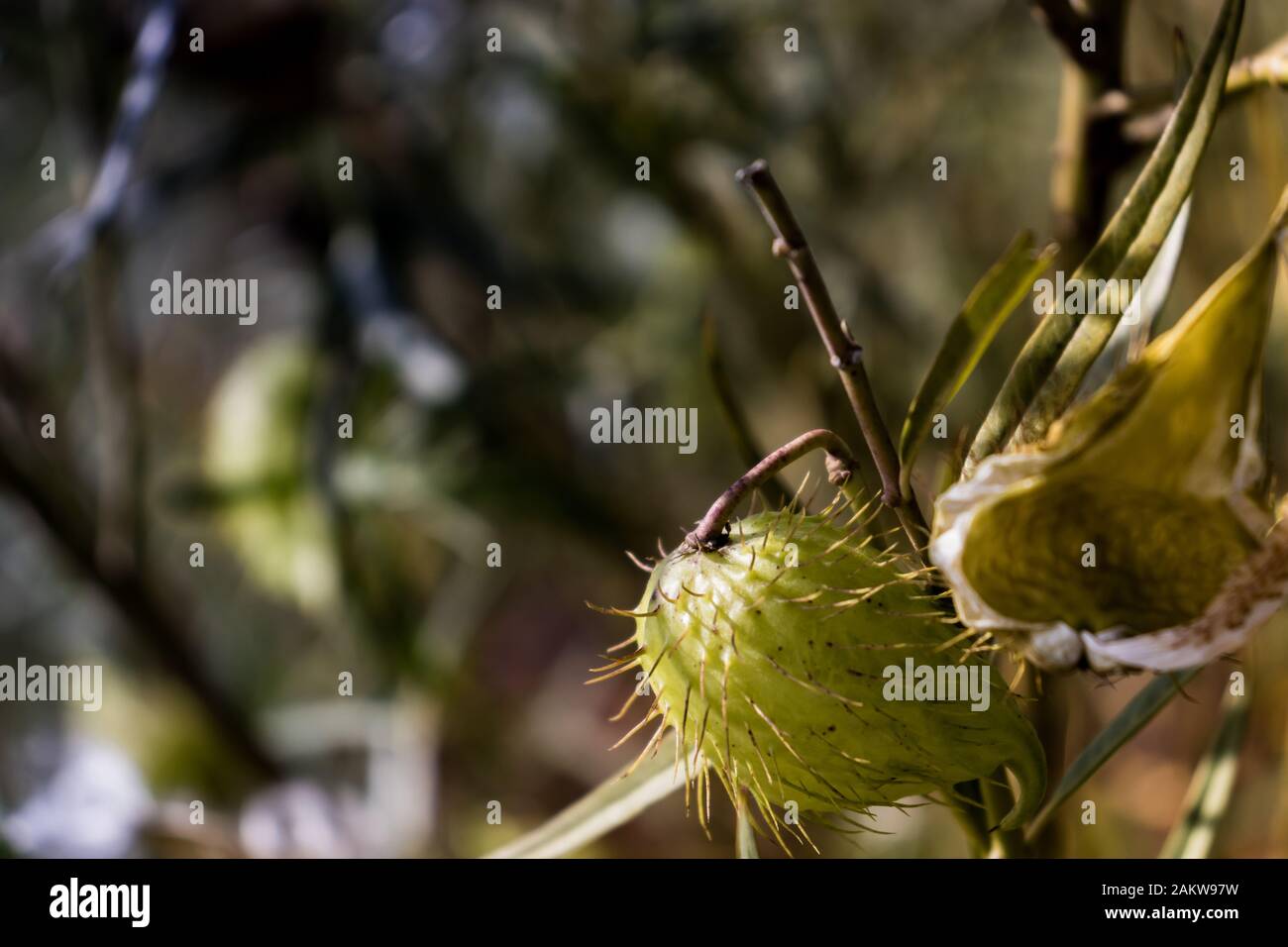 Narrow leaf cotton bush plant Stock Photo