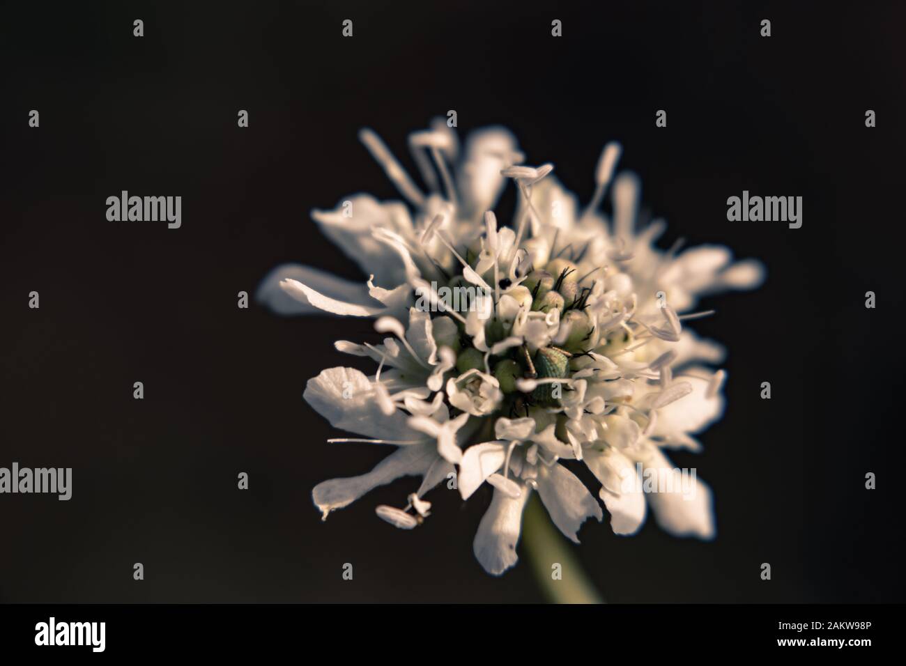 White flower photograph with dark background. Stock Photo