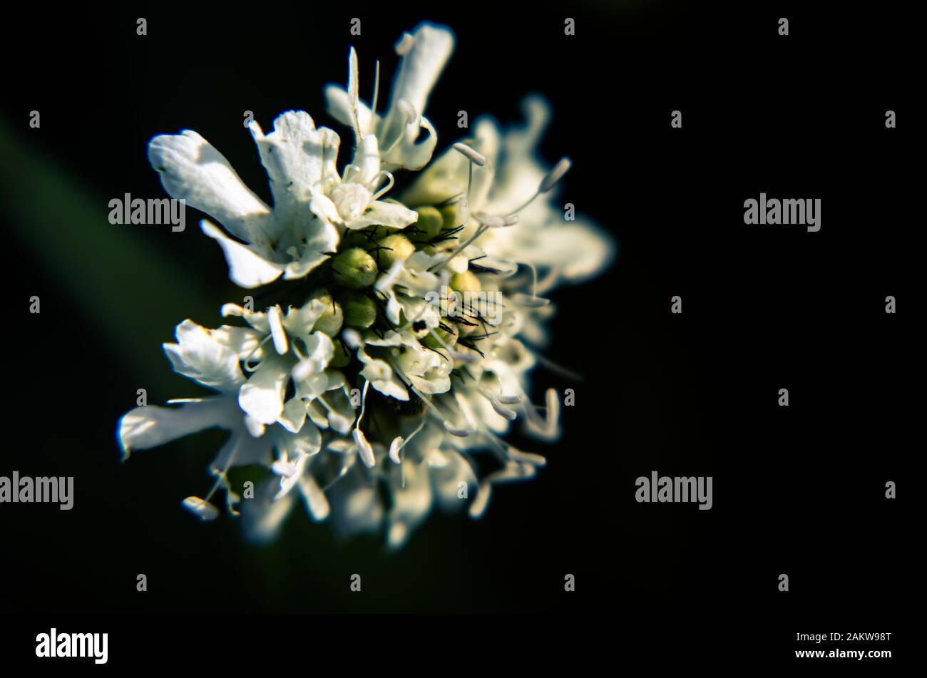 White flower photograph with dark background. Stock Photo