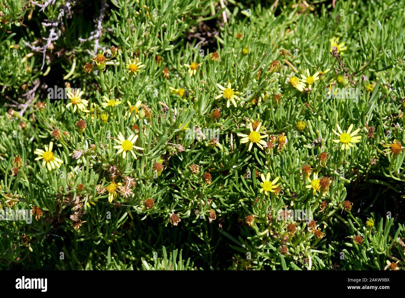 Salz-Alant (Limbarda crithmoides , Syn. Inula crithmoides) , Malata Stock Photo