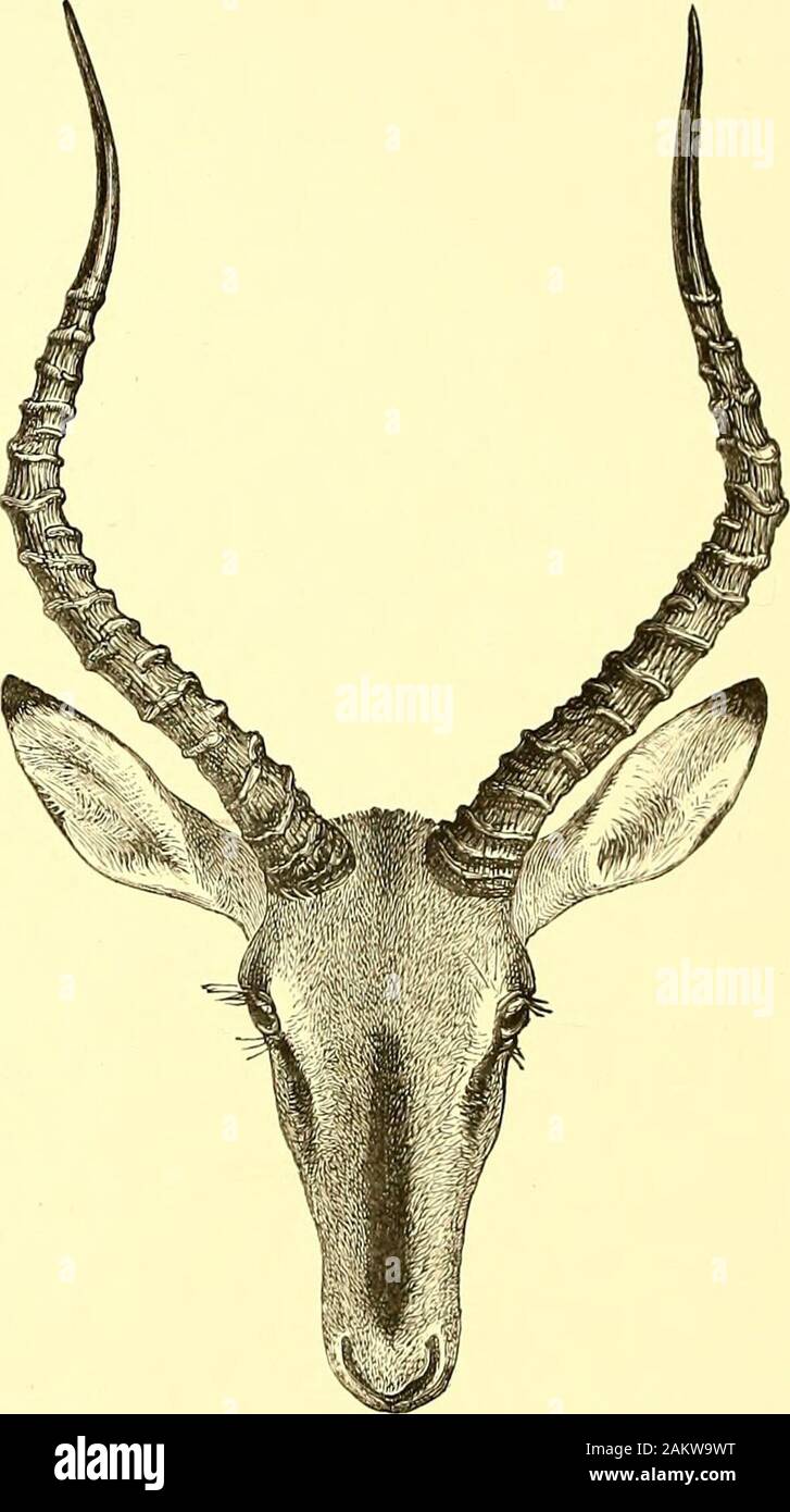 The book of antelopes . eum by the well-known explorer dAnchieta. Of these the malewas stated to have come from Capangombe, the female from Humbe—two places both in the province of Mossamedes north of the CuneneRiver. M. Bocage distinguished the new species from JE. melampusprincipally by its black face, and dedicated it to the late Professor Peters,of Berlin, whose opinion agreed with his that it was distinct. It isprobable that the skull from the Cunene River, obtained by Heer Van derKellen in October 1885, and referred by Dr. Jentink, in his paper onMammals from Mossamedes, to 2E. melampus, Stock Photo