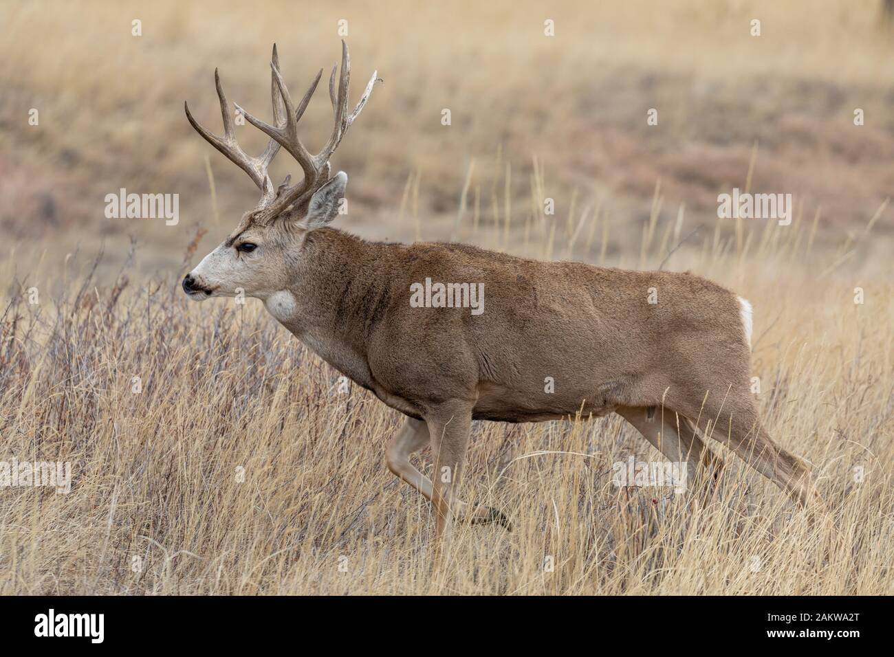 Mule Deer Buck In Autumn In Colorado Stock Photo - Alamy