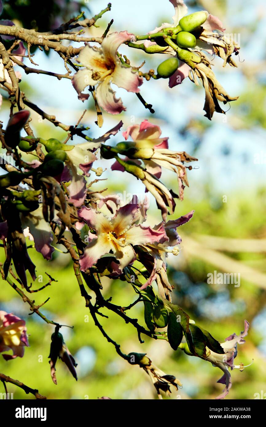 10 Graines De Ceiba Speciosa (Arbre à Soie Flocons) - Fleurs Roses Spectaculaires, Arbre Ornemental Exotique - 3