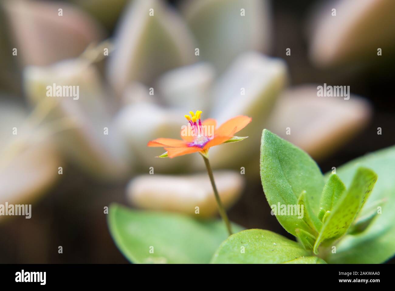 A small but hardy Anagallis blooms among succulents Stock Photo