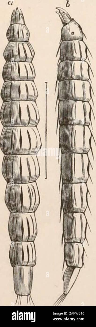 Entomology for beginners; for the use of young folks, fruitgrowers, farmers, and gardeners; . t spurred. The larva? livein water, earth, or decaying wood. Fig. 162represents a larva found living in abundance inthe alkaline waters of Clear Lake, Cal. Stra-tiomyia pkipes Loew, Sargus decorus Pay. Family Ccenomyidae.—Ccenomyia pallida Say. Family Xylophagidae.—Third antennal jointannulated; costal vein encompassing the wholewiug. Xylophagm rufipes Loew. The succeeding families belong to Sec-tion 2, Nematocera, in which the antennaeare long and many-jointed. Family Rb.yph.idae.—Three ocelli; wings Stock Photo