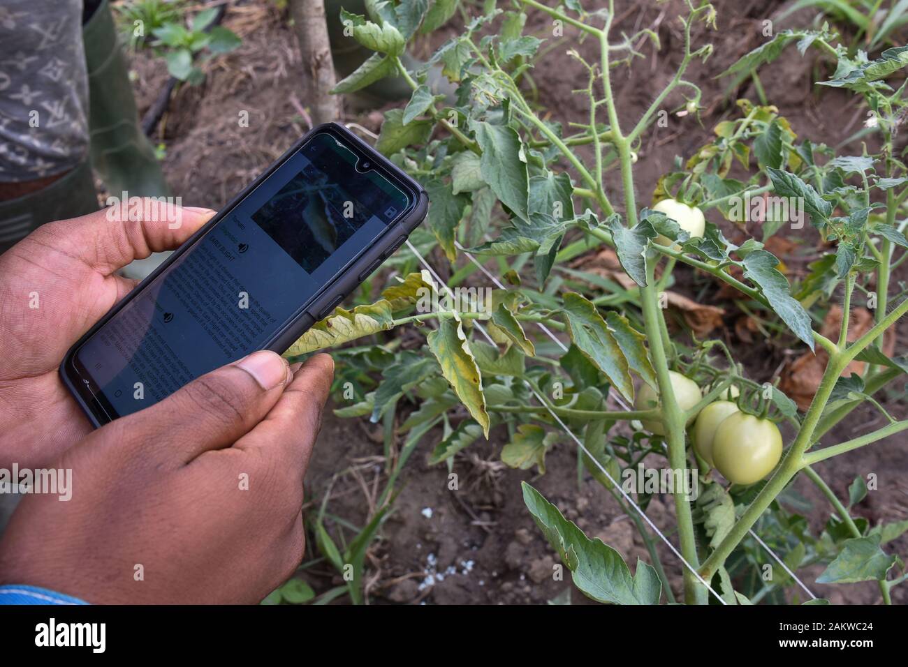 Yaounde, Cameroon. 6th Dec, 2019. People uses Agrix Tech, a mobile application that detects plant diseases at primary stage by analyzing photos of the sick crops, at the field in Dibombari, Cameroon, Dec. 6, 2019. TO GO WITH 'Feature: Cameroon's start-ups develop mobile app to help local farmers' Credit: Jean Pierre Kepseu/Xinhua/Alamy Live News Stock Photo