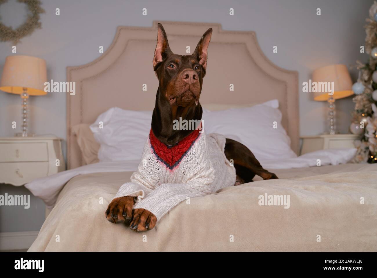 Doberman lying on bed, wearing fashionable sweater Stock Photo Alamy