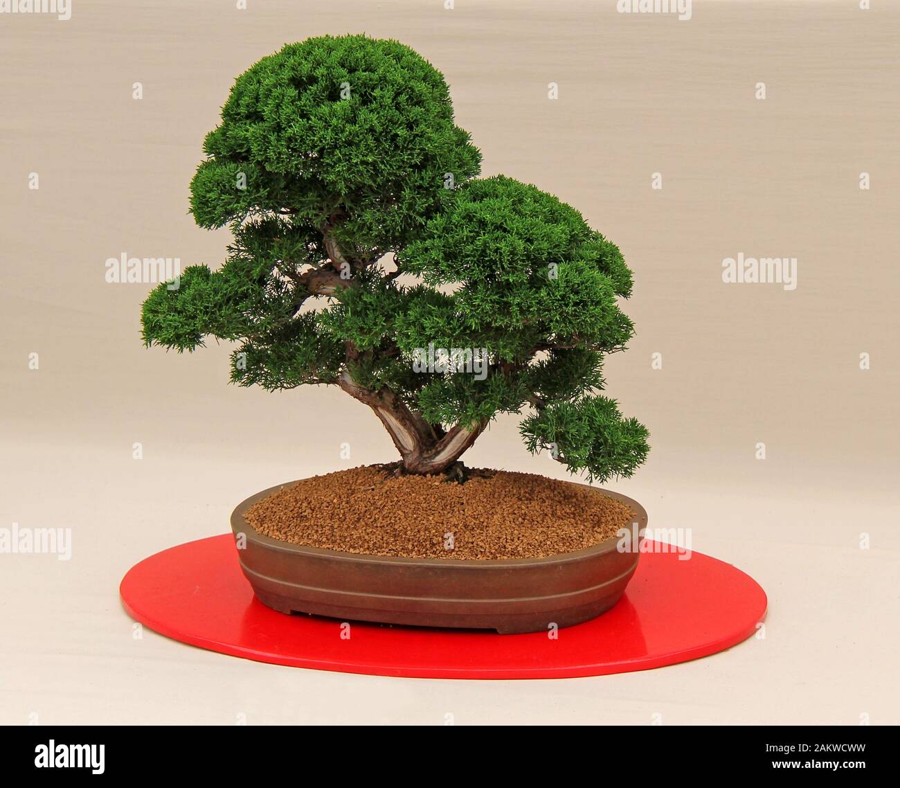 A Fabulous Juniperus Chinensis Miniature Bonsai Tree. Stock Photo