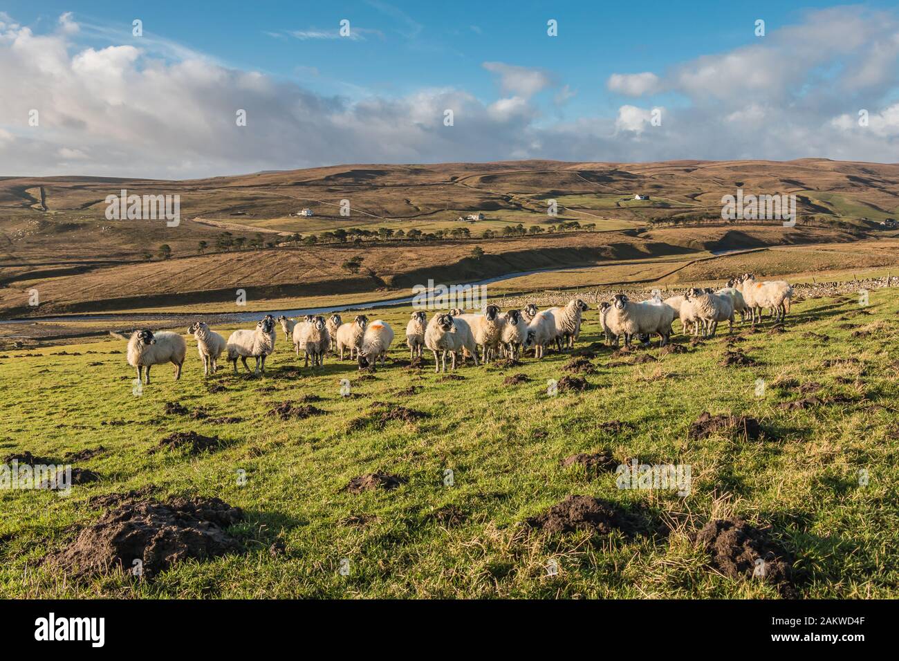 Teesdale Landscape, Harwood Upper Teesdale, January 2020. A flock of inquisitive sheep investigate the photographer. Stock Photo