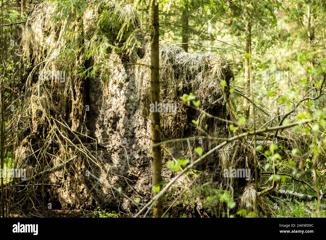 Spring taiga. Felled by the wind spruce. Roots and earth. Good background for a site about forest, nature, park, plants, travel. Stock Photo